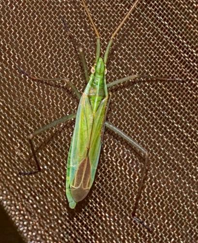 Réf. 346 070 : Megaloceroea recticornis